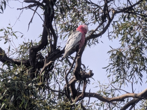 Galah