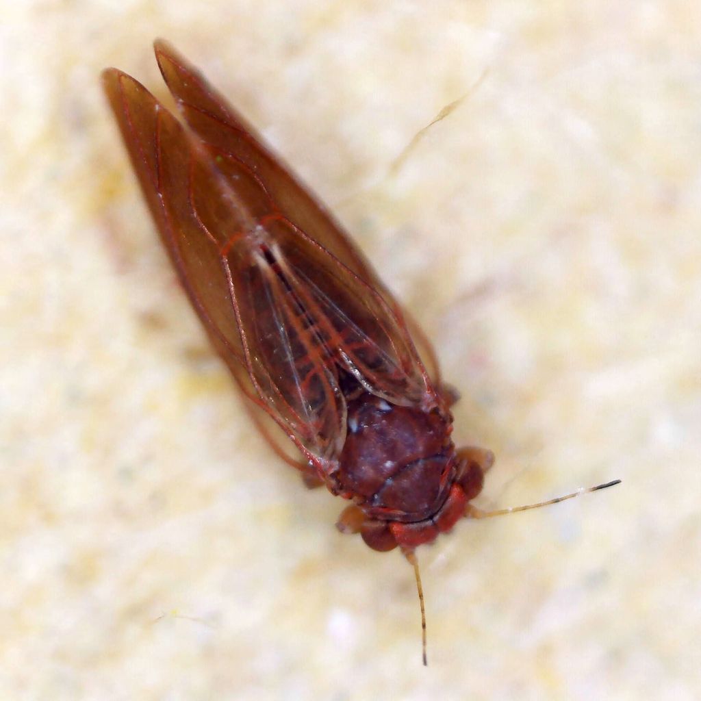 Cacopsylla pruni