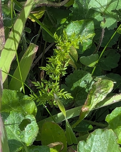 Rock Fern
