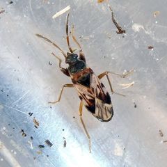 Scolopostethus affinis