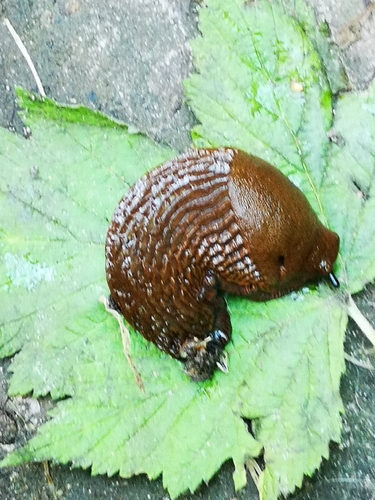 Didysis arionas
