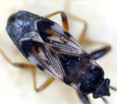 Scolopostethus thomsoni