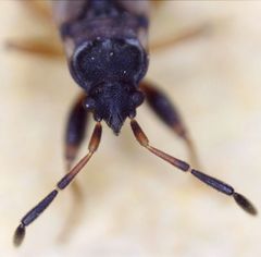 Scolopostethus thomsoni