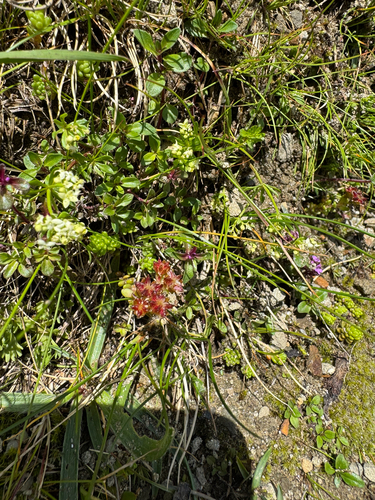 Sedum alpestre, photograph 6