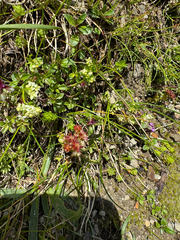 Sedum alpestre, photograph (c) Jeff Clark, some rights reserved (CC BY)