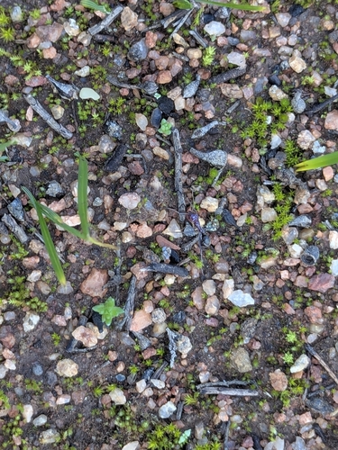 Southern Meat Ant