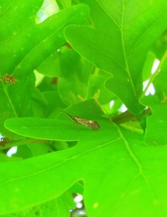 Esperia sulphurella