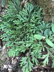 Selaginella doederleinii
