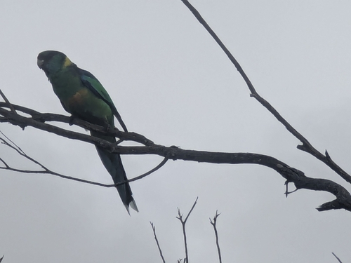 Mallee Ringneck