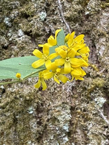 Yellow Loosestrife