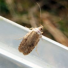 Agonopterix heracliana