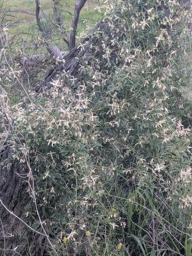 Small-leaved Clematis