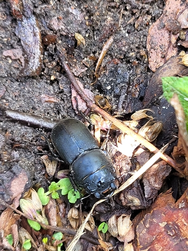 Lesser Stag Beetle