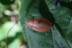 Phlebonotus pallens