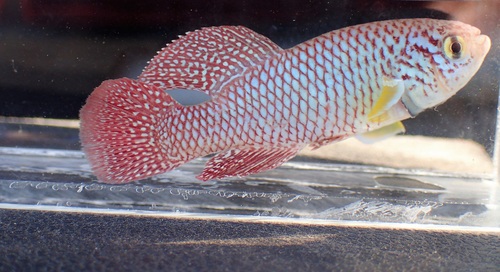 Kadlec's nothobranch (Nothobranchius kadleci) — Nothobranchiidae