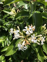 Melodinus suaveolens