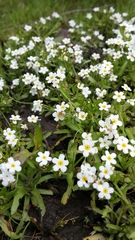 Plagiobothrys chorisianus chorisianus