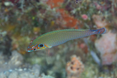 Halichoeres melasmapomus