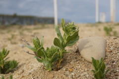 Tournefortia sibirica