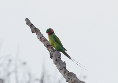 Long-tailed Parakeet