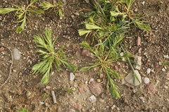 Sclerochloa dura
