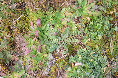 Ornithopus compressus