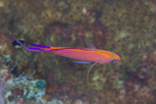 Princess anthias (Pseudanthias smithvanizi) — Serranidae — 2