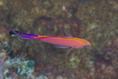 Pyronotanthias smithvanizi