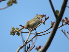 Horornis diphone