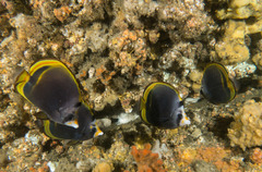 Chaetodon flavirostris