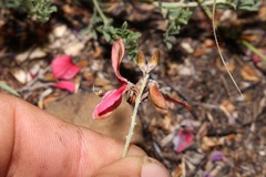 Indigofera dregeana