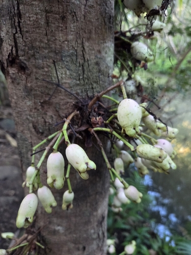 Syzygium cormiflorum, photograph 5