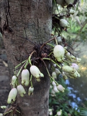 (c) Jonathan Curley, some rights reserved (CC BY) Syzygium cormiflorum, photograph (c) Jonathan Curley, some rights reserved (CC BY)