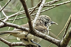 Plectorhyncha lanceolata