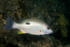 Lutjanus russellii