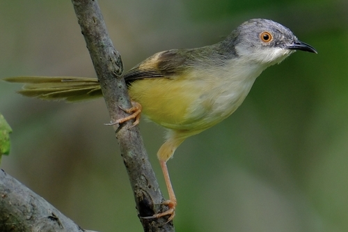Yellow-bellied Prinia