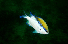 Chromis nitida
