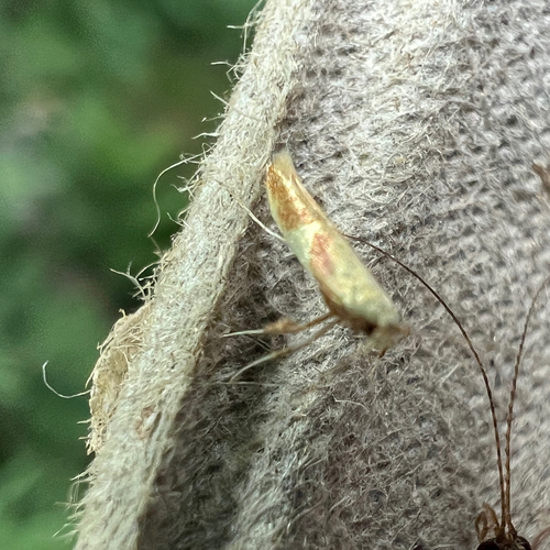 Caloptilia packardella photo 5