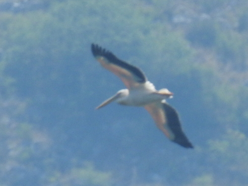 iNaturalist image
