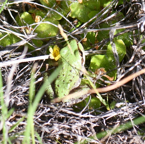 iNaturalist observation photo of Pacific chorus frog