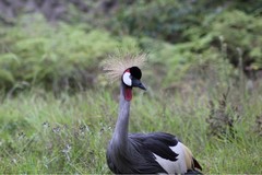 Balearica regulorum