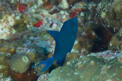 Odonus niger