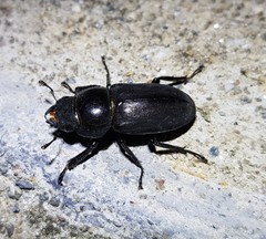 Dorcus rectus rectus