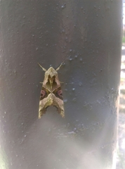 Phlogophora meticulosa