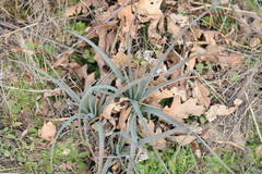 Asphodelus serotinus