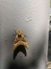 Phlogophora meticulosa
