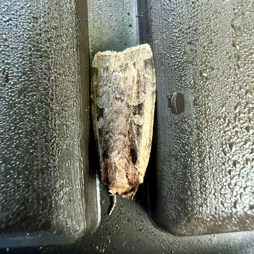 Sigmoid Dart photo 2