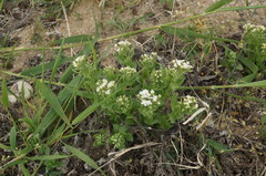 Tournefortia sibirica
