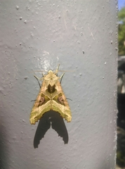 Phlogophora meticulosa