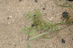 Cakile maritima euxina